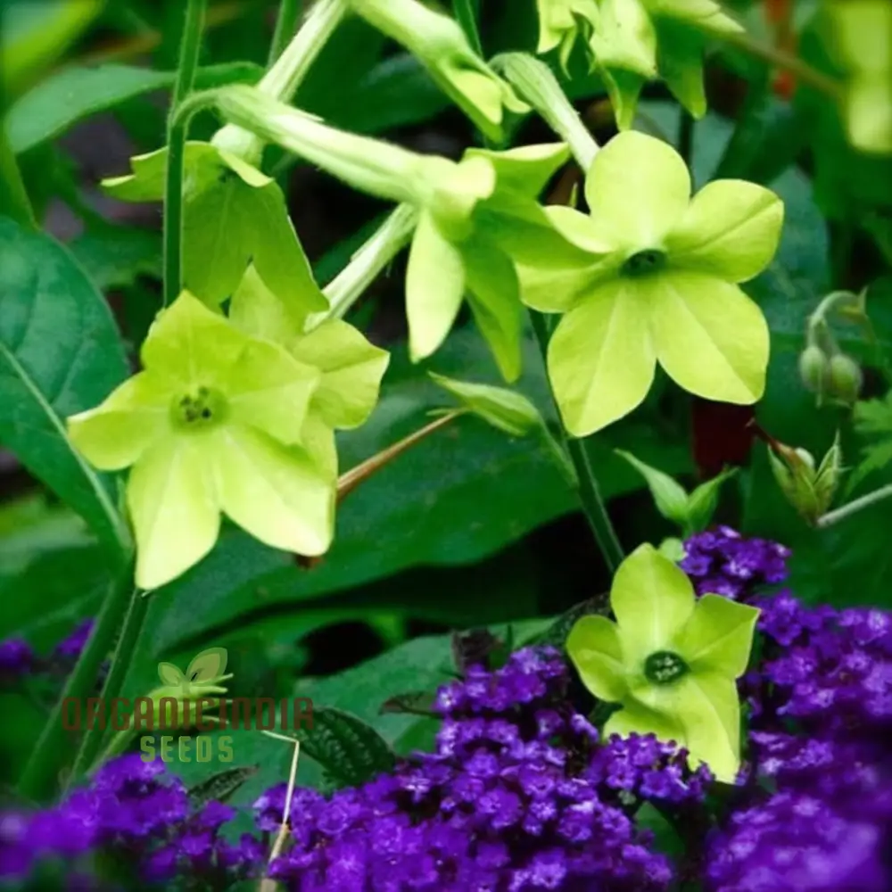Nicotiana Seeds – Lime Green Flower Variety for Garden Planting