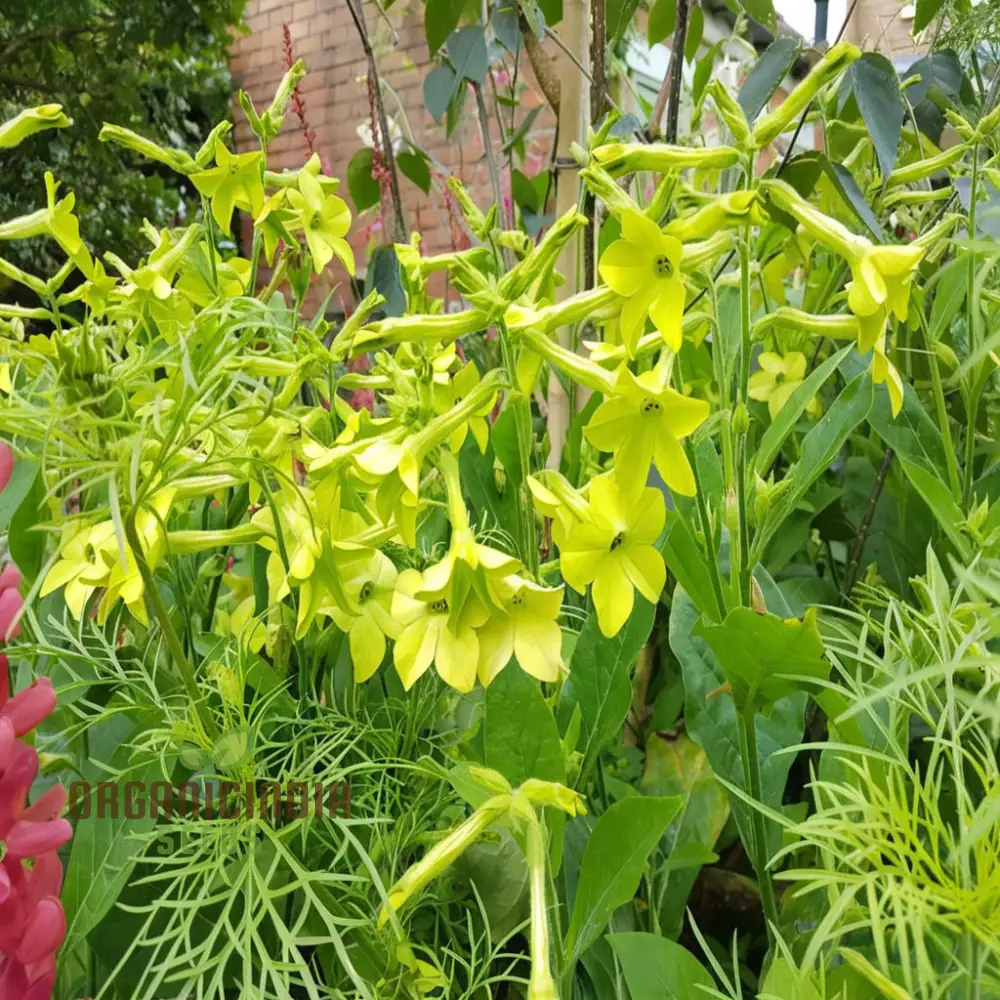Nicotiana Seeds – Lime Green Flower Variety for Garden Planting - Image 3