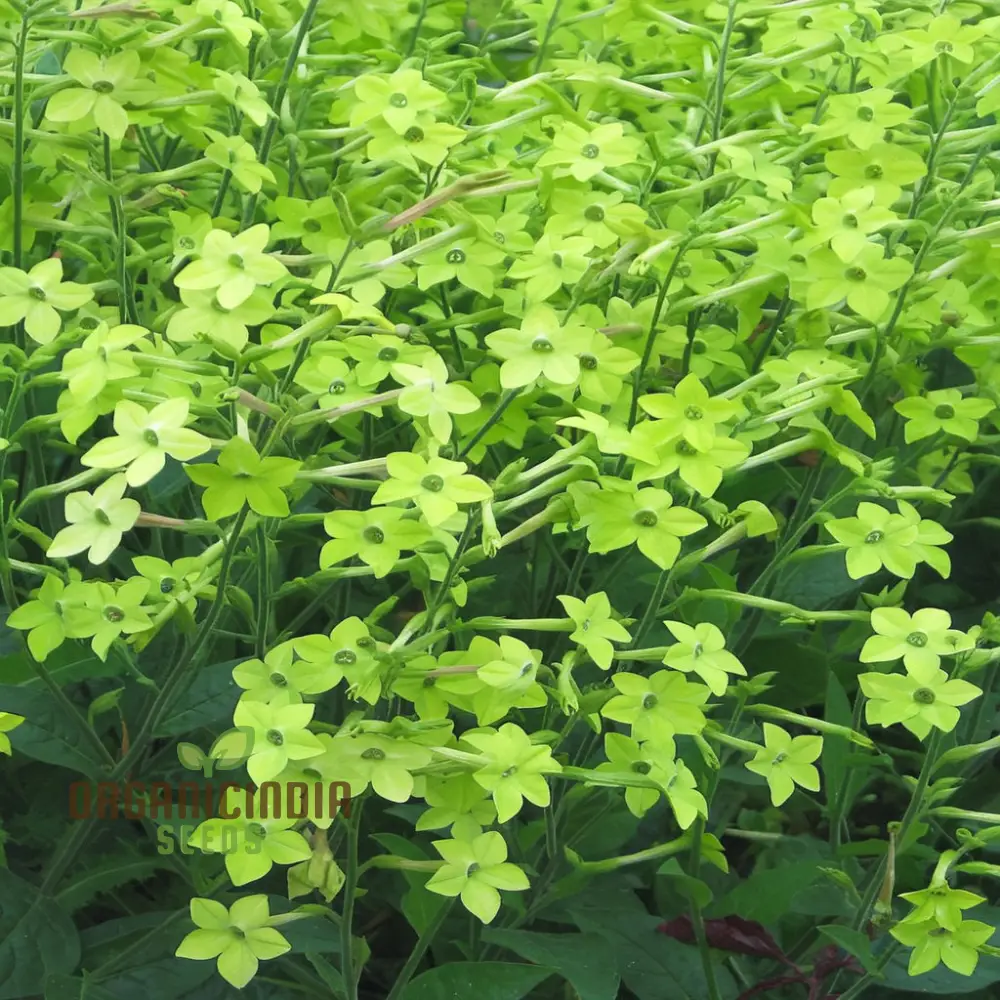 Nicotiana Seeds – Lime Green Flower Variety for Garden Planting - Image 4