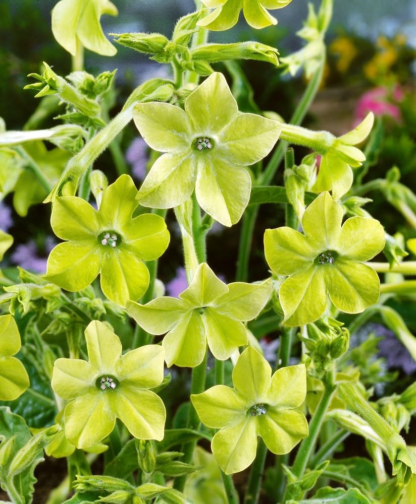 Nicotiana Seeds – Lime Green Flower Variety for Garden Planting - Image 5