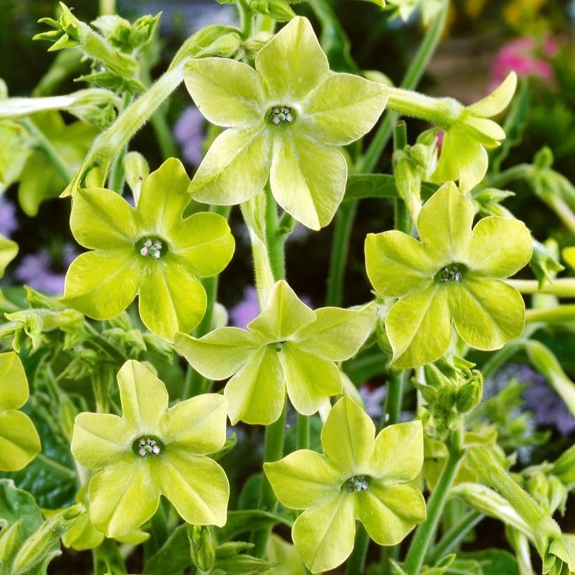 Nicotiana Seeds – Lime Green Flower Variety for Garden Planting - Image 6