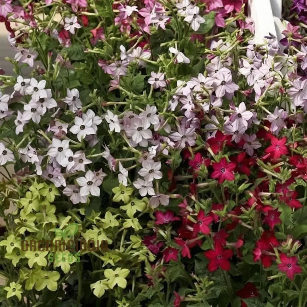 Nicotiana Perfume Mixed F1 Seeds - Grow Fragrant and Colorful Flowers in Your Garden