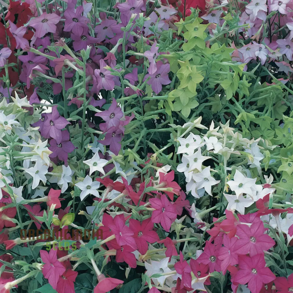 Nicotiana Perfume Mixed F1 Seeds - Grow Fragrant and Colorful Flowers in Your Garden - Image 3