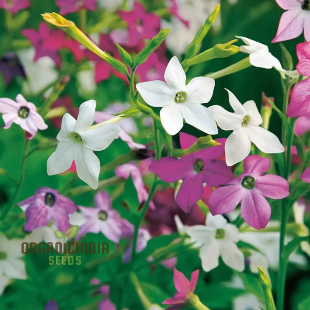 Nicotiana Perfume Mixed F1 Seeds - Grow Fragrant and Colorful Flowers in Your Garden - Image 4