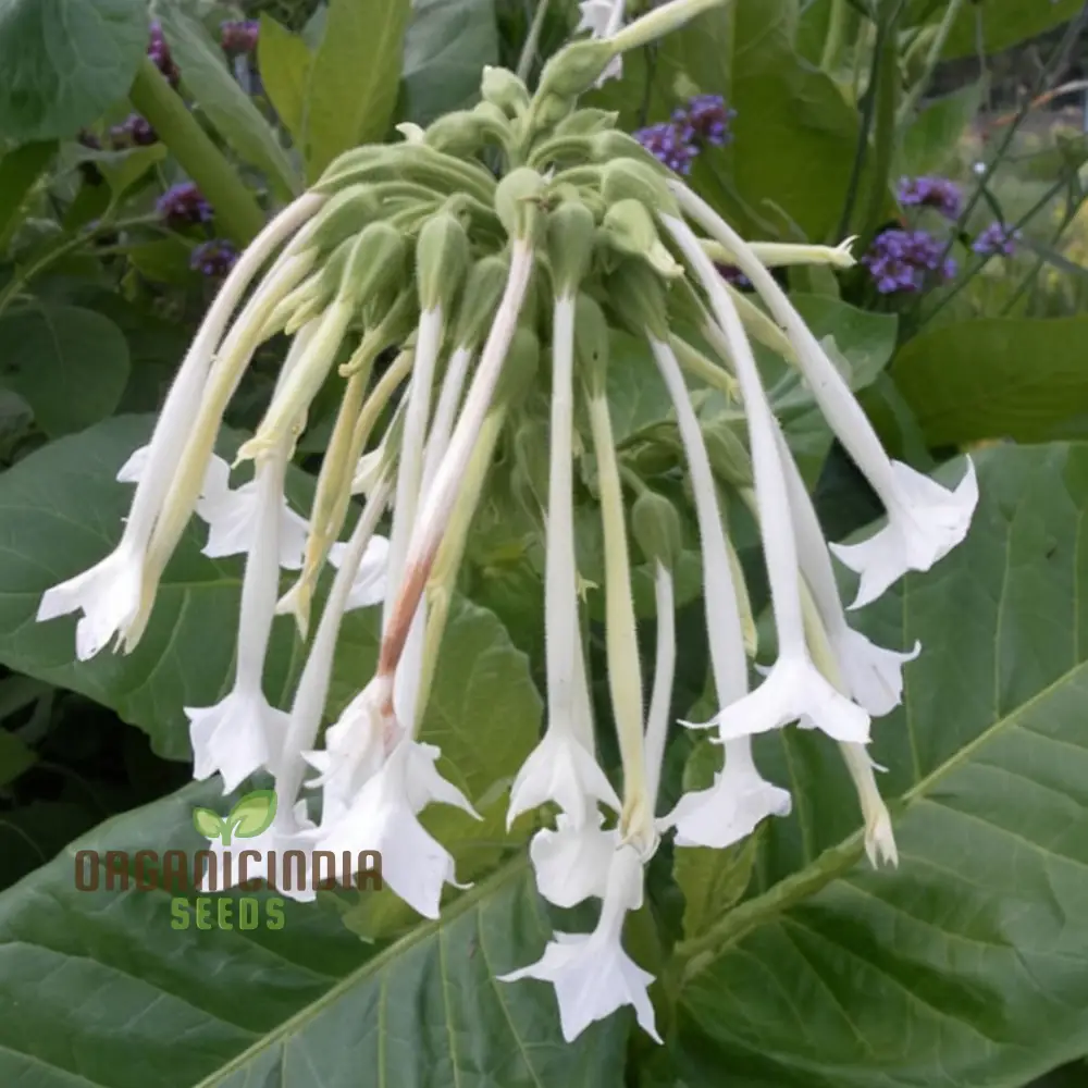 Nicotiana White Trumpets Seeds - Grow Elegant and Fragrant White Flowers in Your Garden - Image 3