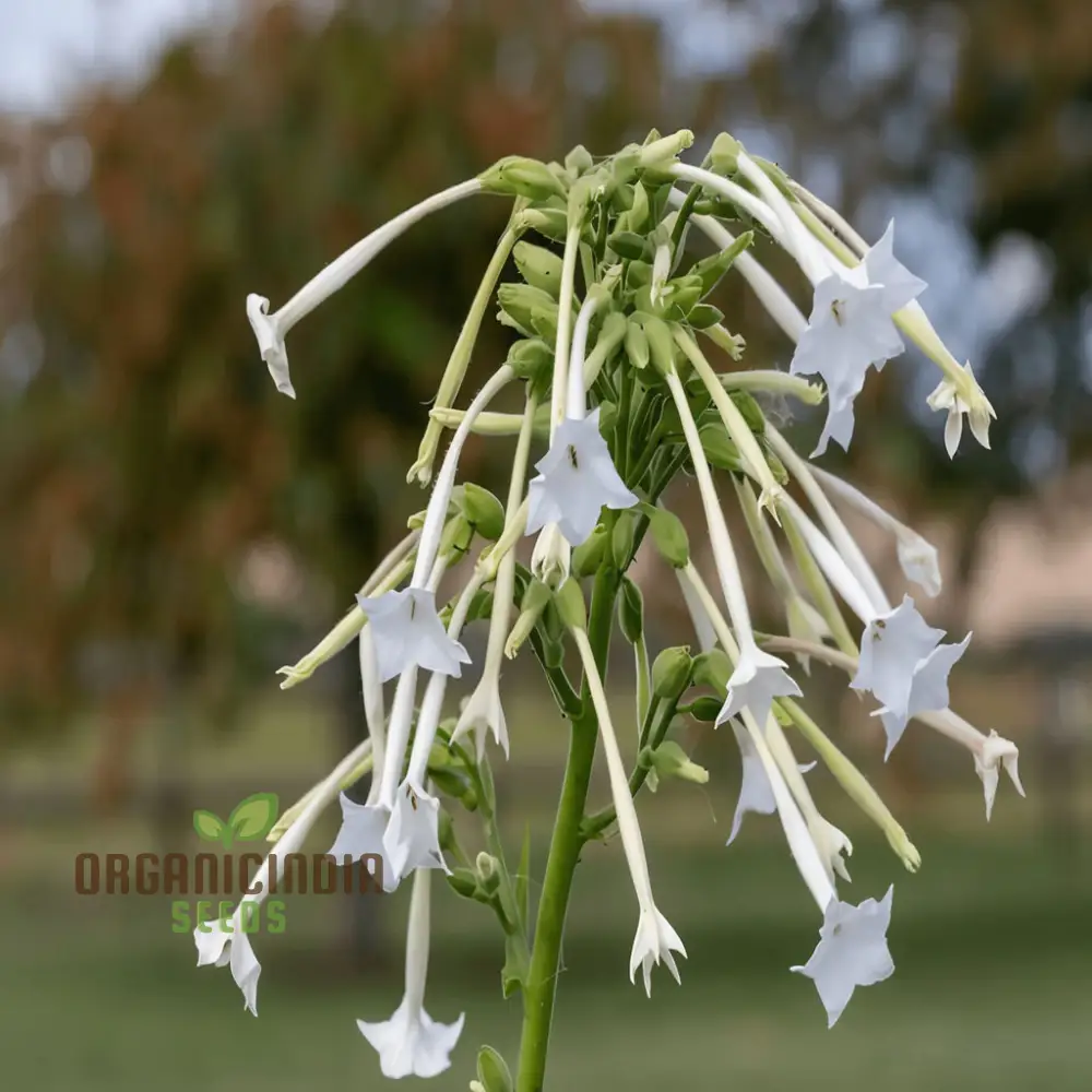 Nicotiana White Trumpets Seeds - Grow Elegant and Fragrant White Flowers in Your Garden - Image 4