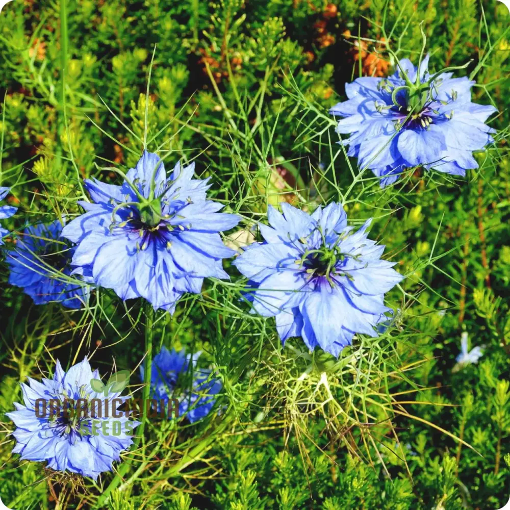 Nigella 'Miss Jekyll Blue' Seeds “ Elevate Your Gardening Experience with Delicate, Breathtaking Blooms