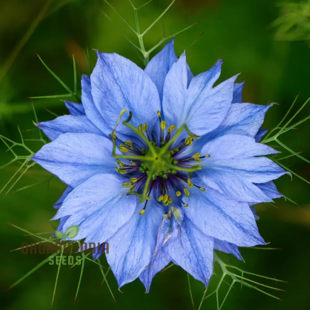 Nigella 'Miss Jekyll Blue' Seeds “ Elevate Your Gardening Experience with Delicate, Breathtaking Blooms - Image 3