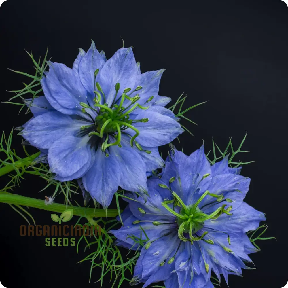 Nigella 'Miss Jekyll Blue' Seeds “ Elevate Your Gardening Experience with Delicate, Breathtaking Blooms - Image 4