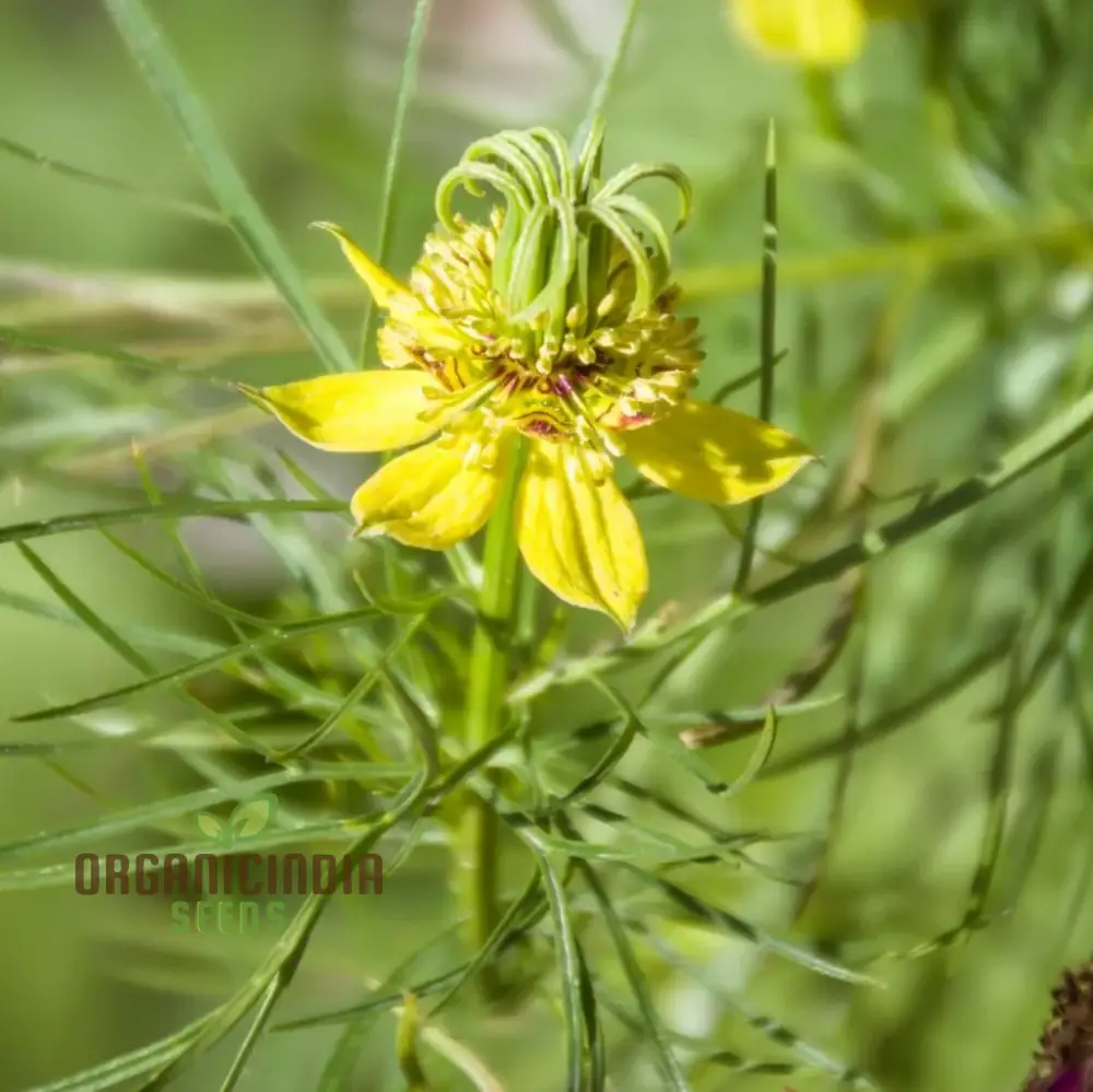 Nigella Transformer Yellow Seeds for Planting – Grow Vibrant Blooms in Your Garden!