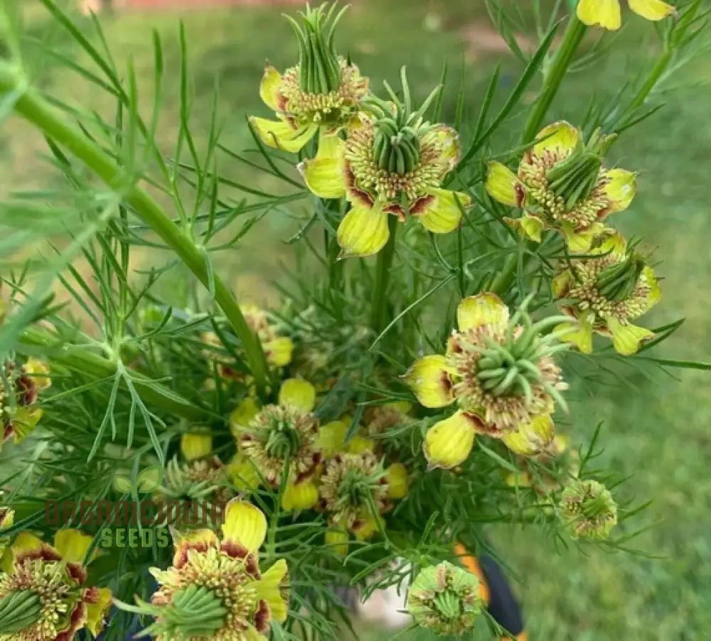 Nigella Transformer Yellow Seeds for Planting – Grow Vibrant Blooms in Your Garden! - Image 3