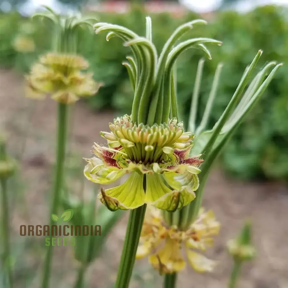 Nigella Transformer Yellow Seeds for Planting – Grow Vibrant Blooms in Your Garden! - Image 4