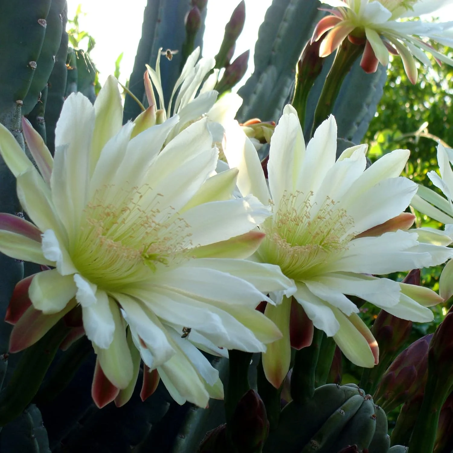 Night-Blooming Cereus Cactus Plant with Large, Fragrant White Flowers - Queen of The Night Seeds, 50 Pcs - Image 3