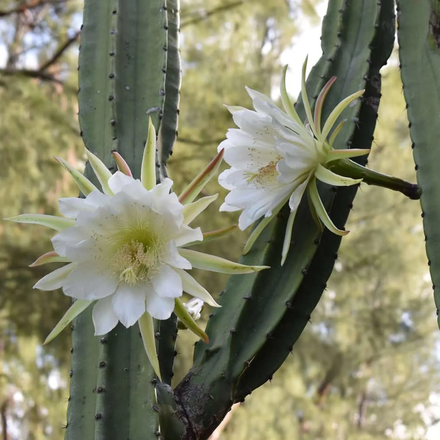 Night-Blooming Cereus Cactus Plant with Large, Fragrant White Flowers - Queen of The Night Seeds, 50 Pcs - Image 4
