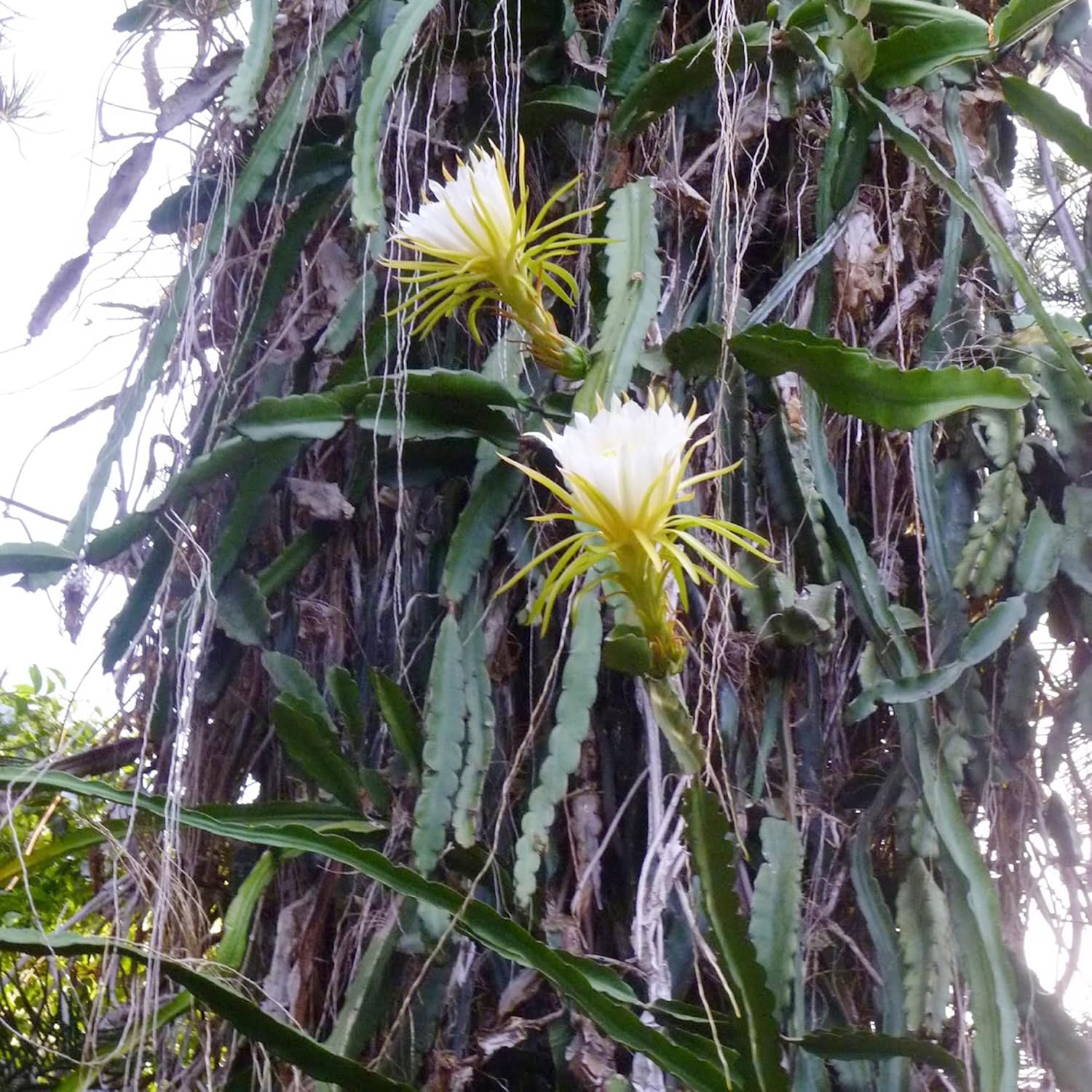 Night-Blooming Cereus Cactus Plant with Large, Fragrant White Flowers - Queen of The Night Seeds, 50 Pcs - Image 5