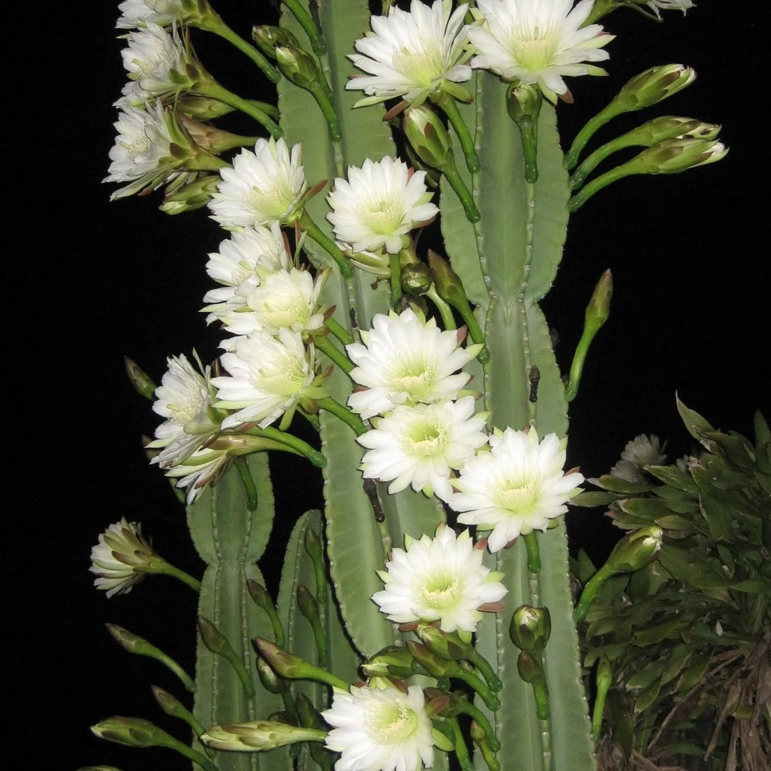 Night-Blooming Cereus Cactus Plant with Large, Fragrant White Flowers - Queen of The Night Seeds, 50 Pcs - Image 6