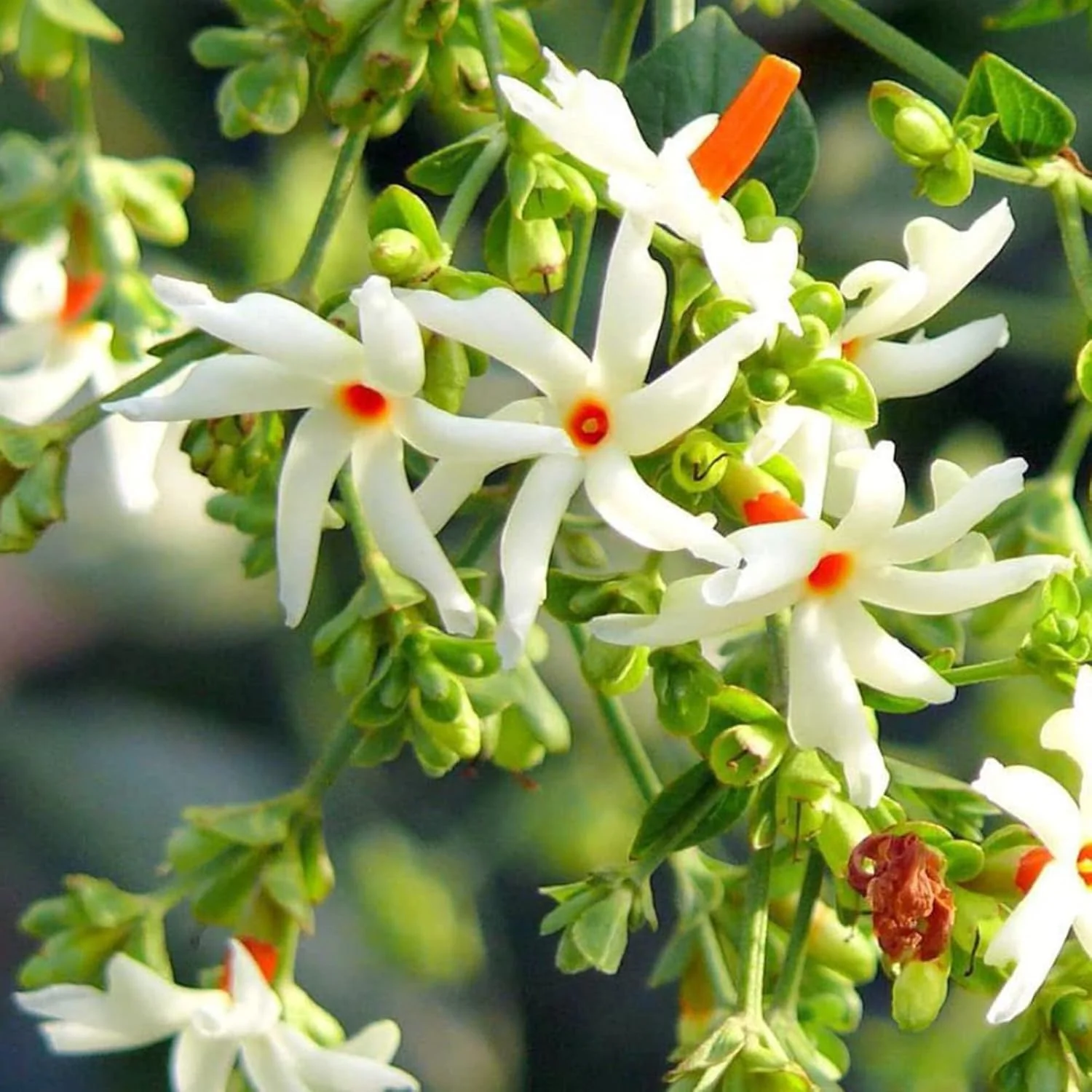 Night Flowering Star Jasmine Seeds for Planting Nyctanthes Arbor Tristis Fragrant, Health Benefits, Showy Ornamental for Patio And Borders