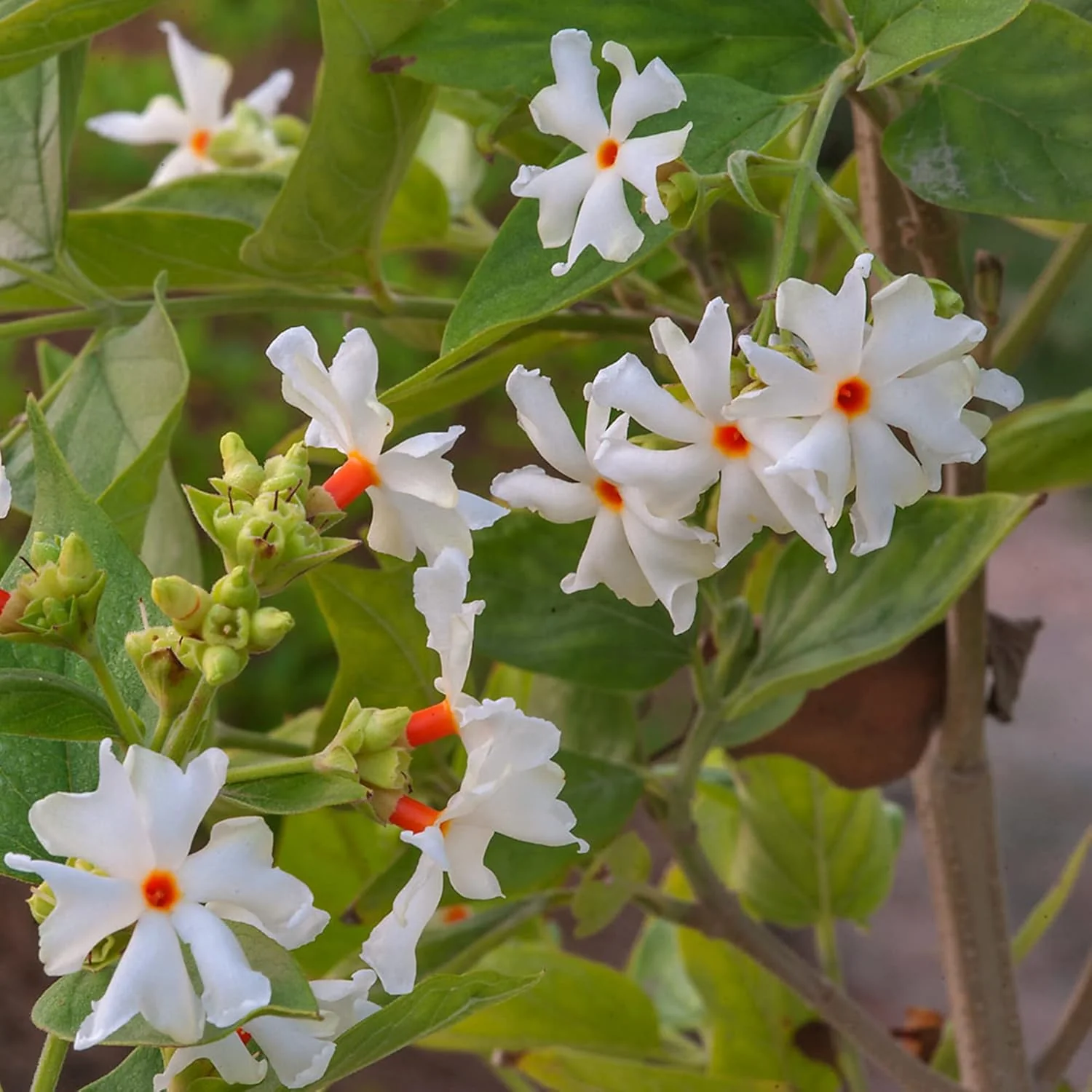 Night Flowering Star Jasmine Seeds for Planting Nyctanthes Arbor Tristis Fragrant, Health Benefits, Showy Ornamental for Patio And Borders - Image 4