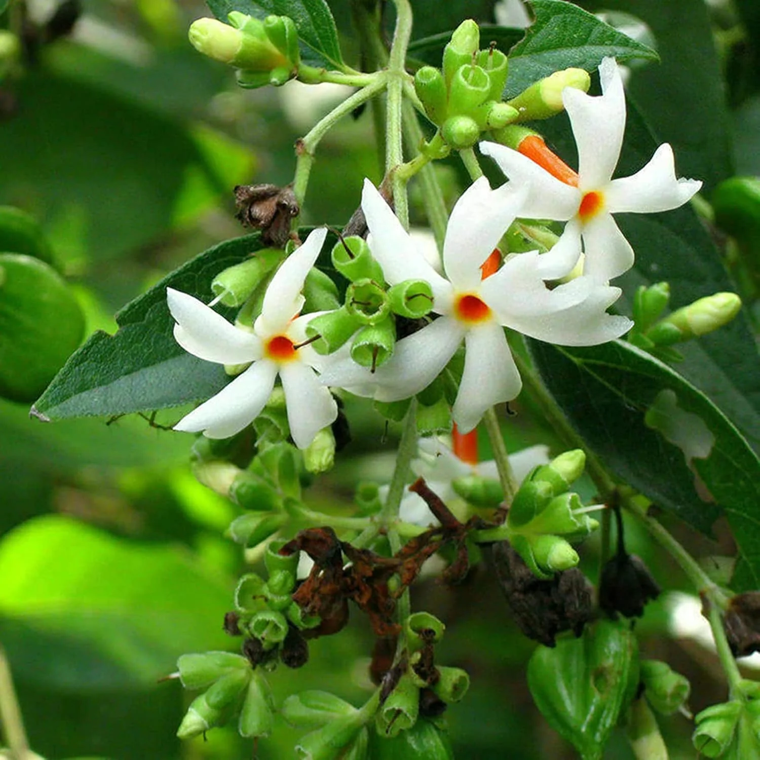 Night Flowering Star Jasmine Seeds for Planting Nyctanthes Arbor Tristis Fragrant, Health Benefits, Showy Ornamental for Patio And Borders - Image 5