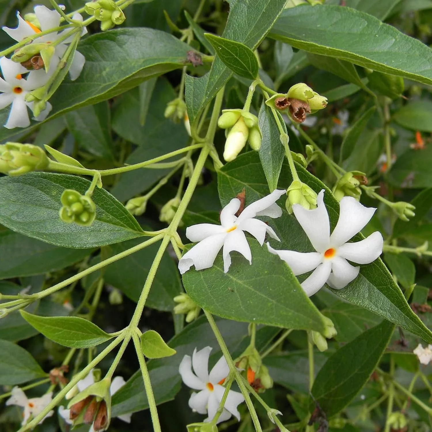 Night Flowering Star Jasmine Seeds for Planting Nyctanthes Arbor Tristis Fragrant, Health Benefits, Showy Ornamental for Patio And Borders - Image 6