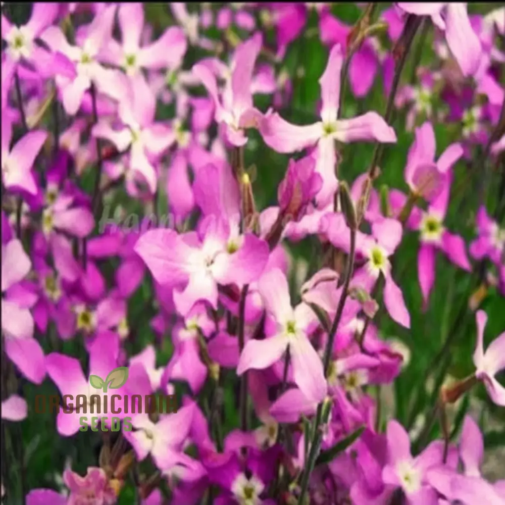 Night Scented Stock Matthiola Bicornis Seeds for Planting - Image 3