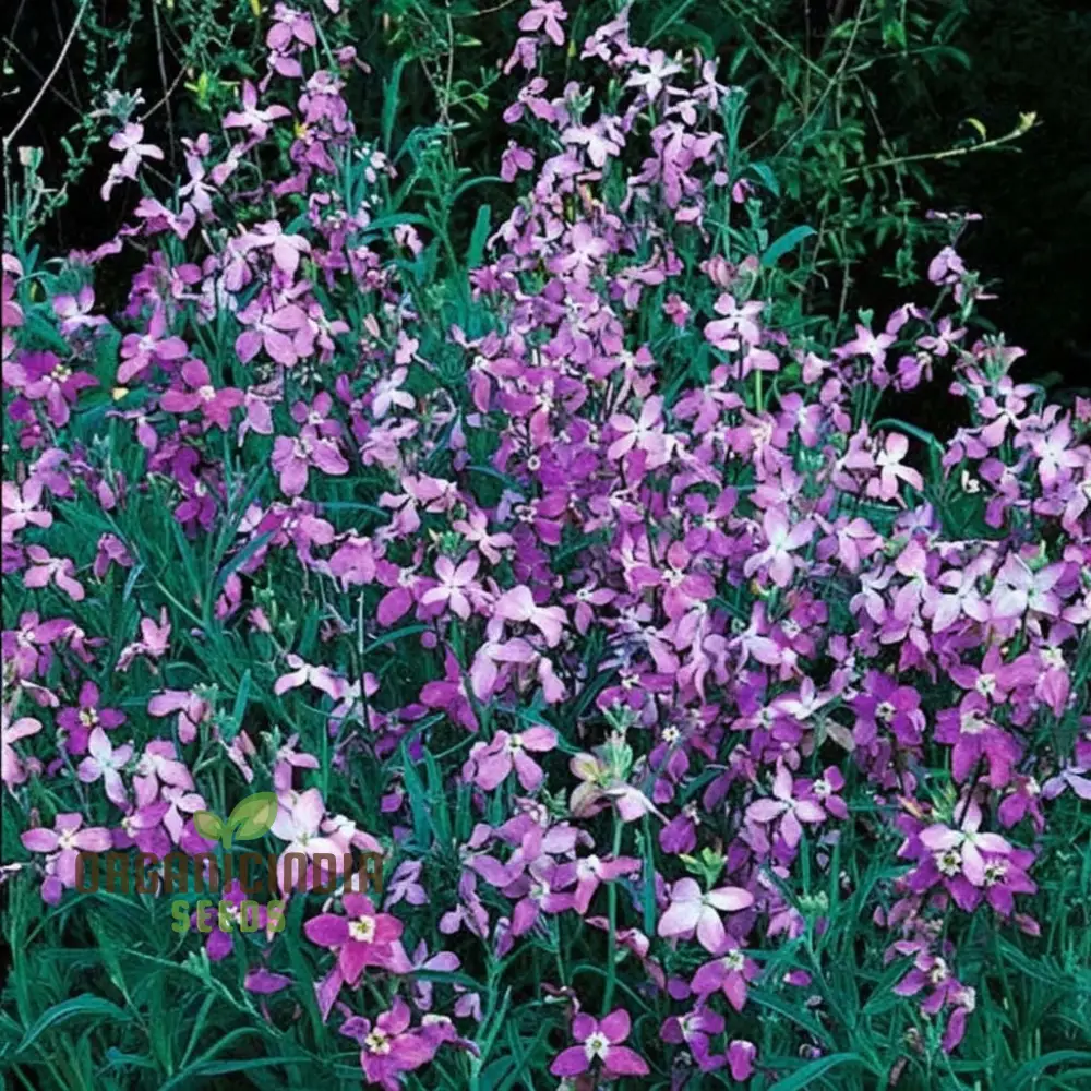 Night Scented Stock Matthiola Bicornis Seeds for Planting - Image 4
