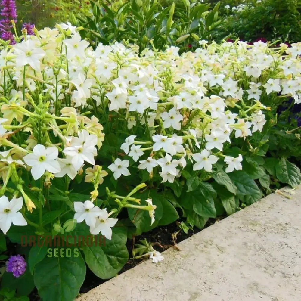Night-Scented Tobacco Flower Seeds, Enhance Your Garden with Fragrant Beauty Using Expert Planting and Gardening
