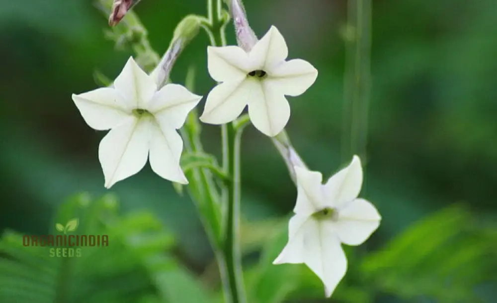 Night-Scented Tobacco Flower Seeds, Enhance Your Garden with Fragrant Beauty Using Expert Planting and Gardening - Image 3