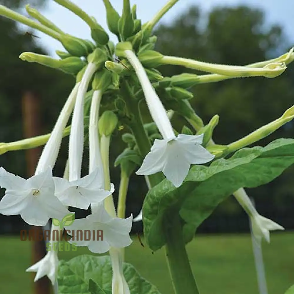 Night-Scented Tobacco Flower Seeds, Enhance Your Garden with Fragrant Beauty Using Expert Planting and Gardening - Image 4