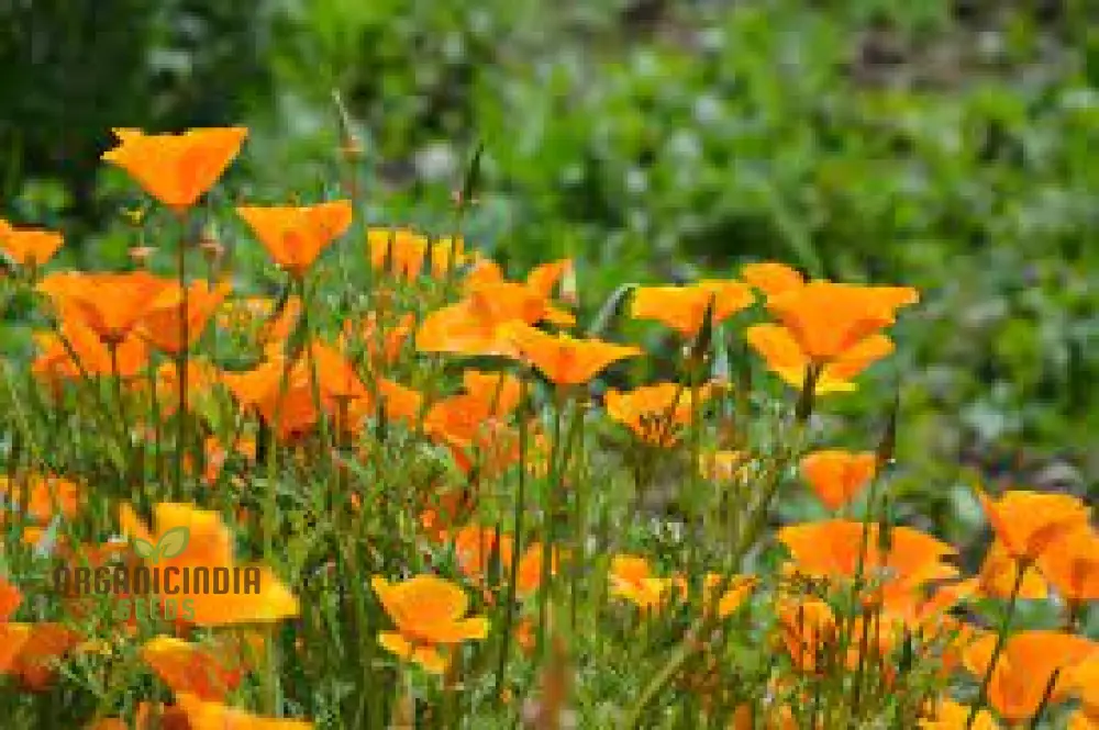 NM California Poppy Yellow Seeds for Vibrant Gardens | Easy-to-Grow Wildflower Seeds | Buy Now for Beautiful Blooms | Gardening Enthusiasts' Choice - Image 3