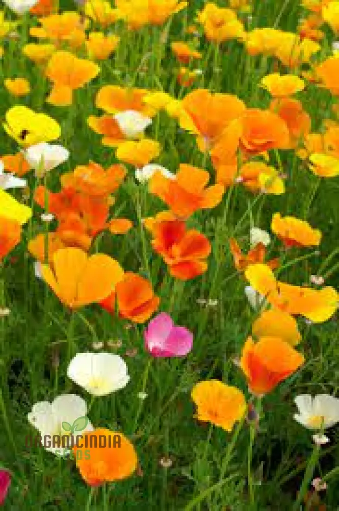 NM California Poppy Yellow Seeds for Vibrant Gardens | Easy-to-Grow Wildflower Seeds | Buy Now for Beautiful Blooms | Gardening Enthusiasts' Choice - Image 4