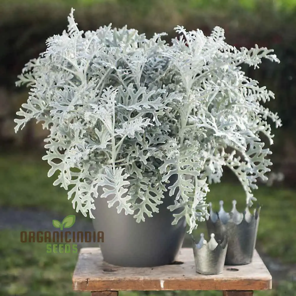 NM - Cineraria maritima Silver Dust Seeds for Gardening - Hardy Annual Silver Dust Plants - Easy to Grow and Maintain