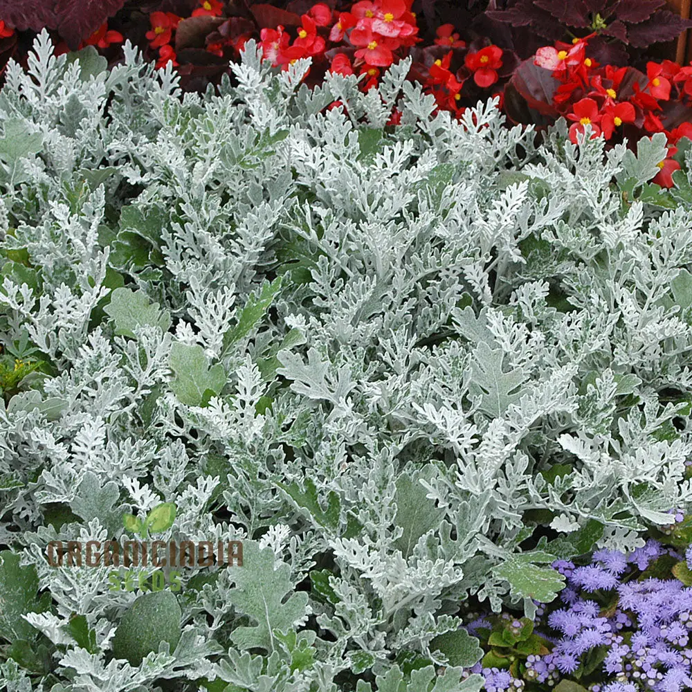 NM - Cineraria maritima Silver Dust Seeds for Gardening - Hardy Annual Silver Dust Plants - Easy to Grow and Maintain - Image 3
