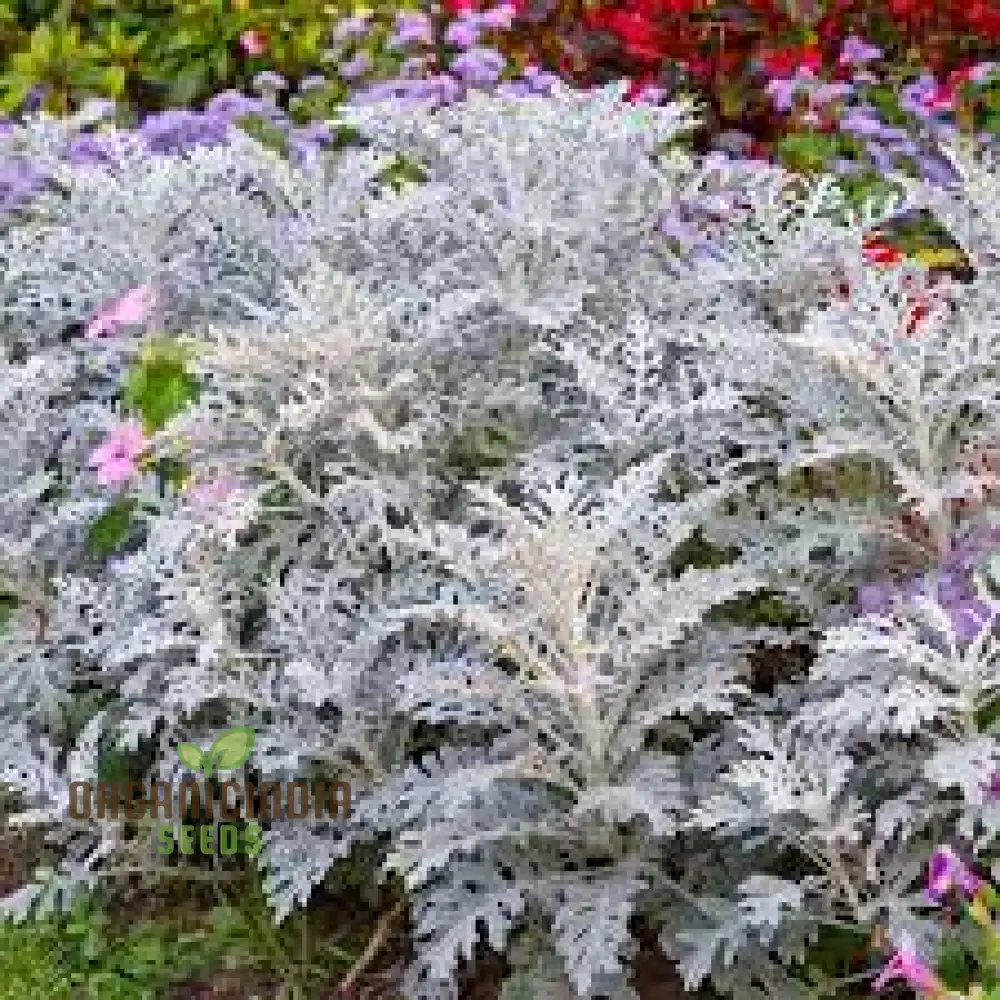 NM - Cineraria maritima Silver Dust Seeds for Gardening - Hardy Annual Silver Dust Plants - Easy to Grow and Maintain - Image 4