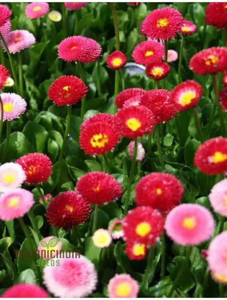 NM - Daisy Double Mix (Bellis perennis) Seeds for Gardening | Premium Quality Flower Seeds for Vibrant Garden