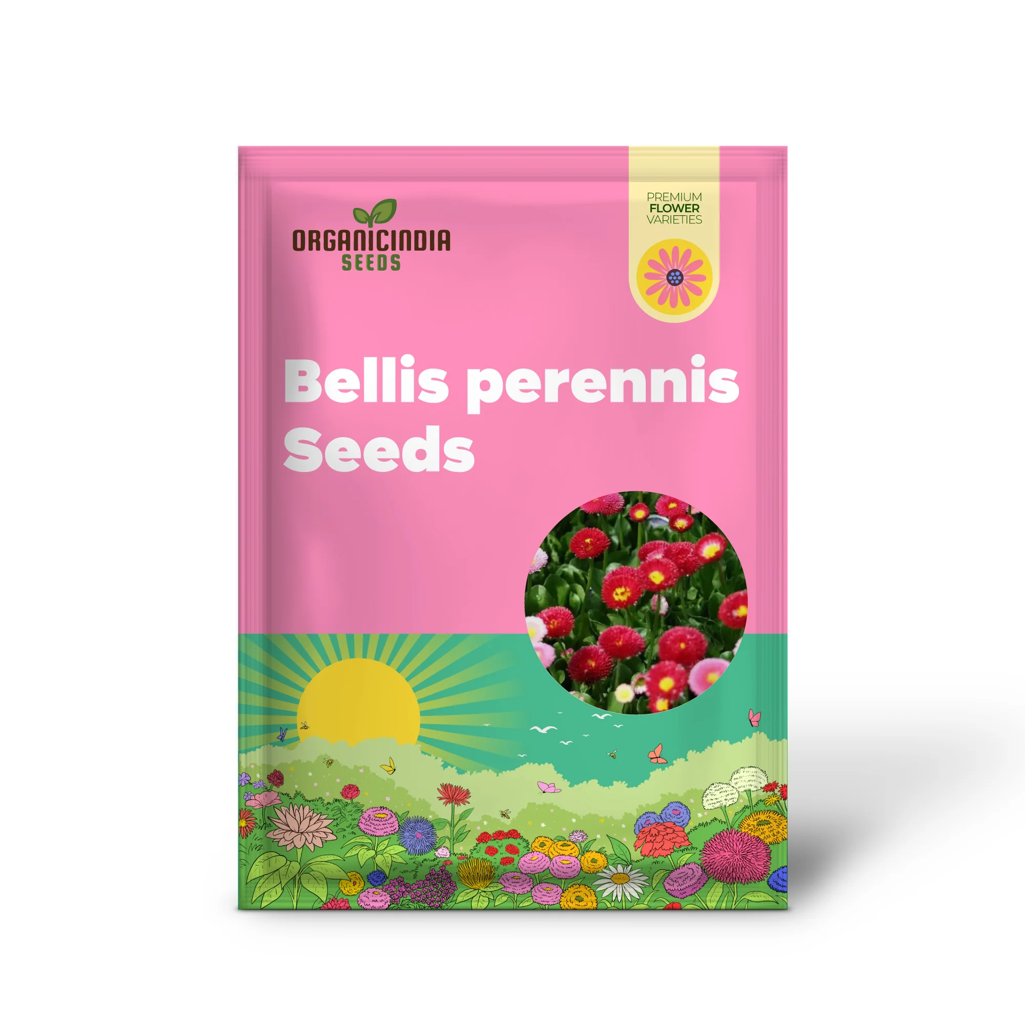 NM - Daisy Double Mix (Bellis perennis) Seeds for Gardening | Premium Quality Flower Seeds for Vibrant Garden - Image 2