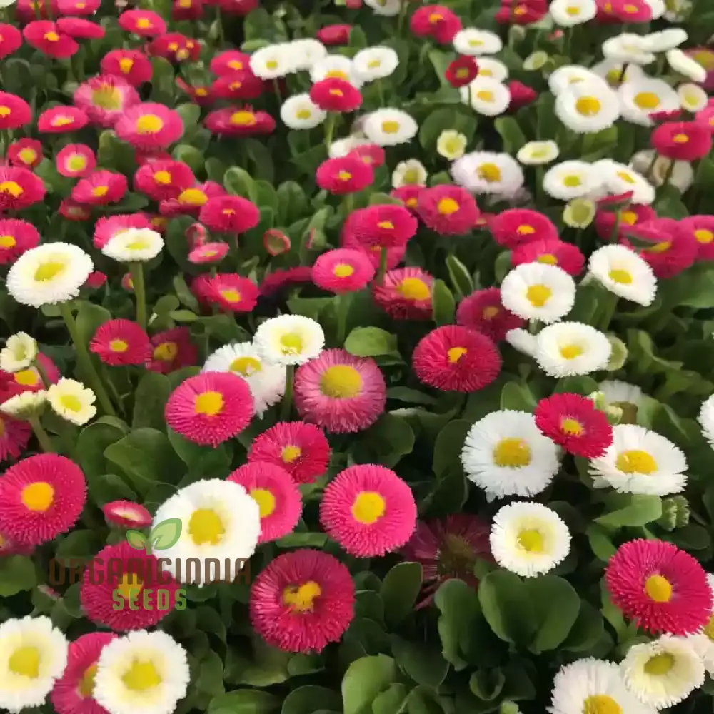 NM - Daisy Double Mix (Bellis perennis) Seeds for Gardening | Premium Quality Flower Seeds for Vibrant Garden - Image 3