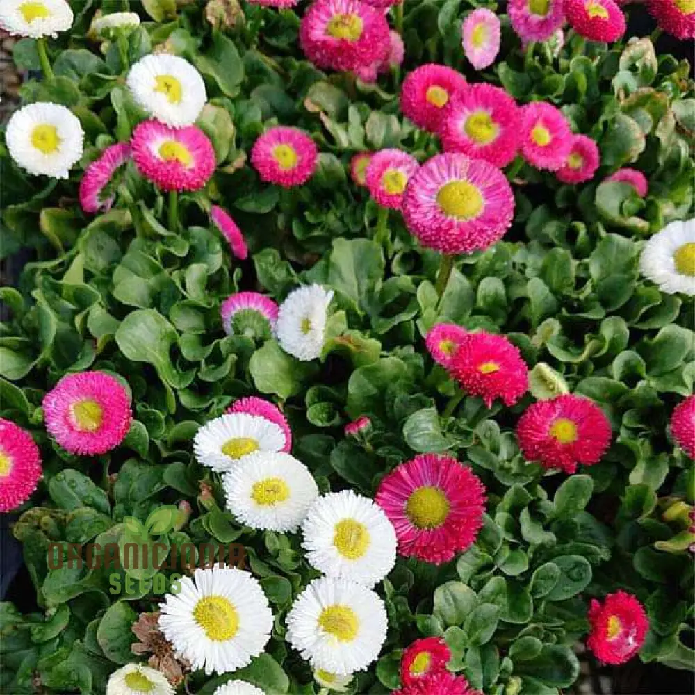 NM - Daisy Double Mix (Bellis perennis) Seeds for Gardening | Premium Quality Flower Seeds for Vibrant Garden - Image 4