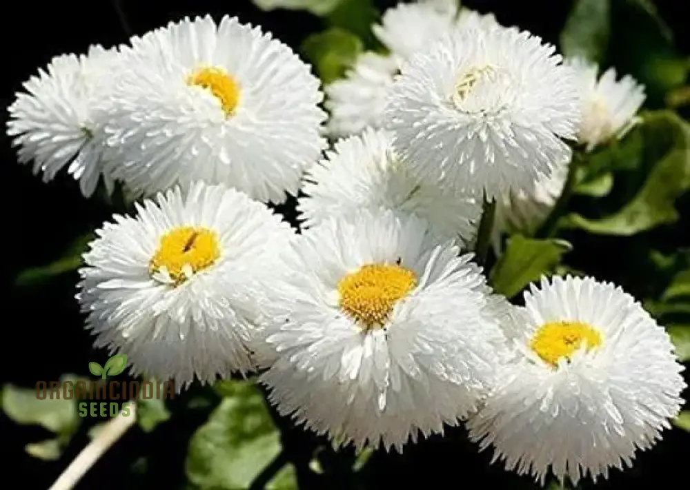 NM - Daisy Double Mix (Bellis perennis) Seeds for Planting and Gardening - Image 3
