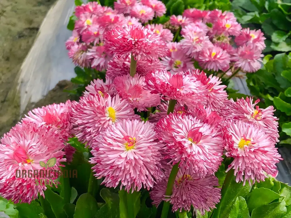 NM - Daisy Double Mix (Bellis perennis) Seeds for Planting and Gardening - Image 4
