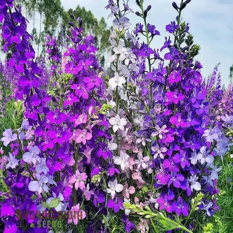 Delphinium Seeds (Consolida Giant Imperial Mix Seeds) - Tall Colorful Blooms for Vibrant Gardens