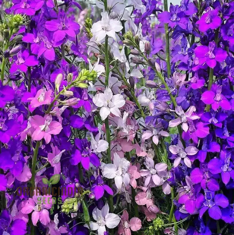 Delphinium Seeds (Consolida Giant Imperial Mix Seeds) - Tall Colorful Blooms for Vibrant Gardens - Image 3