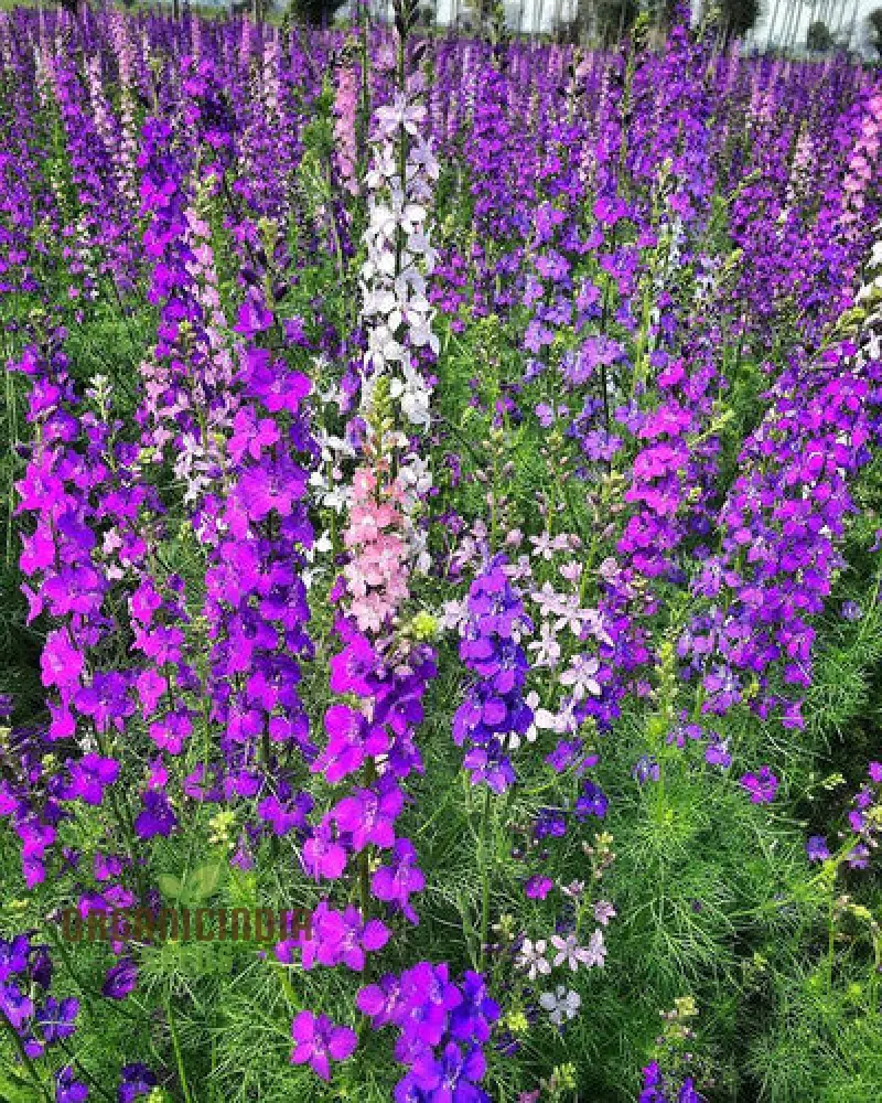 Delphinium Seeds (Consolida Giant Imperial Mix Seeds) - Tall Colorful Blooms for Vibrant Gardens - Image 4