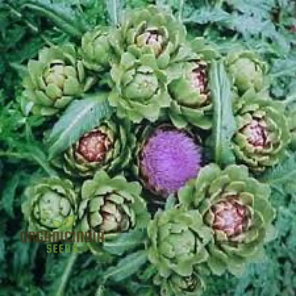 NM Herb Artichoke Green Globe Seeds for Planting and Gardening