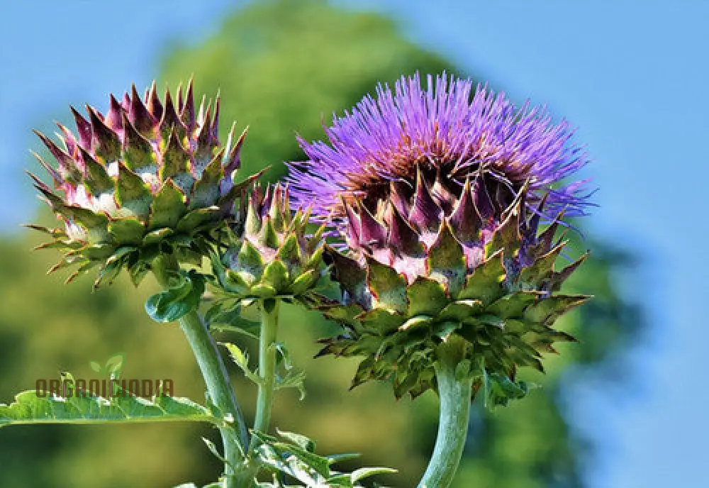 NM Herb Artichoke Green Globe Seeds for Planting and Gardening - Image 3