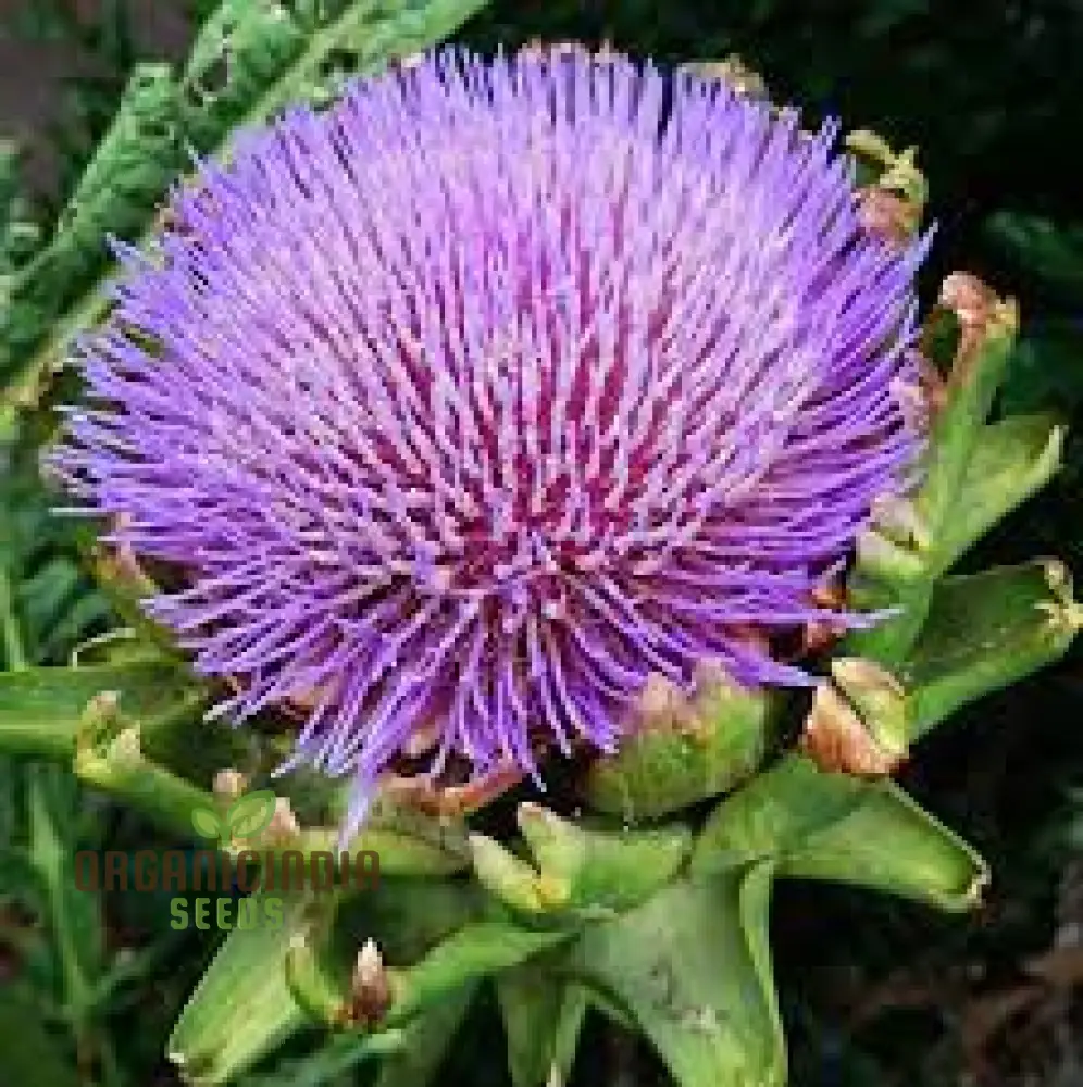 NM Herb Artichoke Green Globe Seeds for Planting and Gardening - Image 4