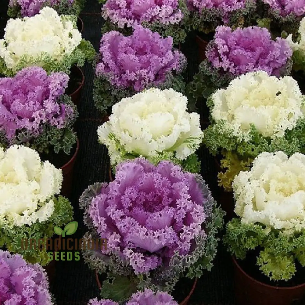NM - Ornamental Kale Fringed Leaves Mix Seeds for Gardening Enthusiasts | Vibrant Colors & Unique Foliage for Stunning Garden
