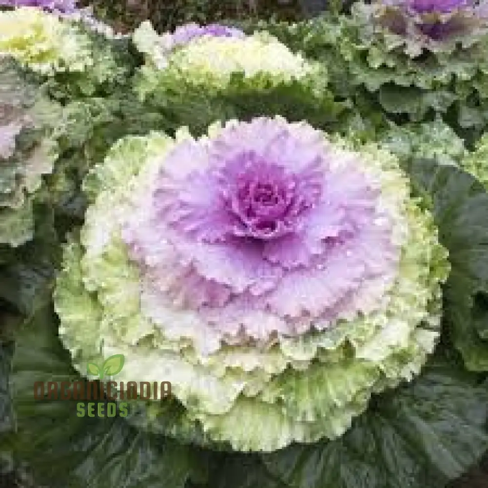 NM - Ornamental Kale Fringed Leaves Mix Seeds for Gardening Enthusiasts | Vibrant Colors & Unique Foliage for Stunning Garden - Image 3