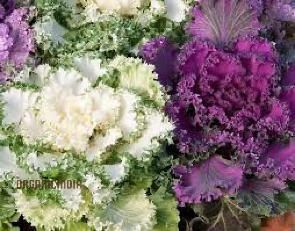NM - Ornamental Kale Fringed Leaves Mix Seeds for Gardening Enthusiasts | Vibrant Colors & Unique Foliage for Stunning Garden - Image 4