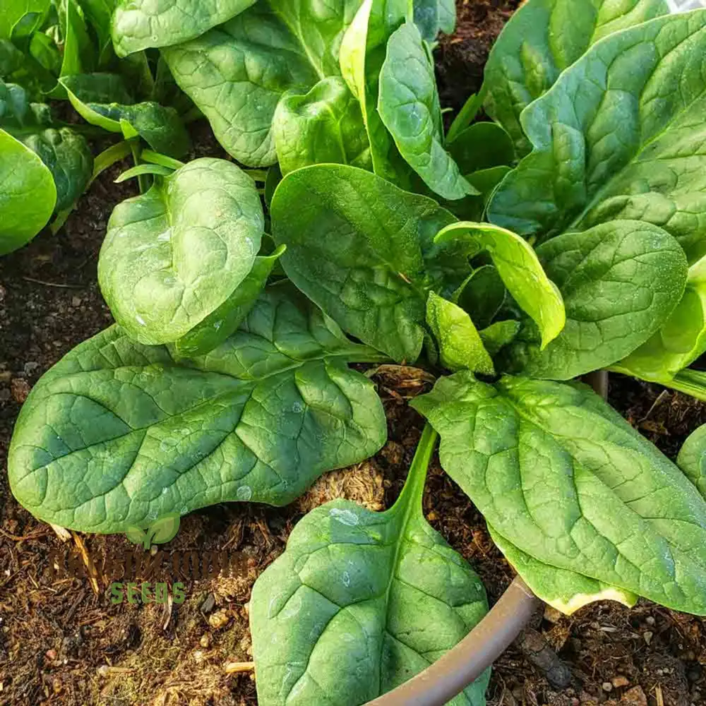 Nobel Spinach Vegetable Seeds For Planting, High-Quality Seeds for Gardening, Premium Garden Seeds